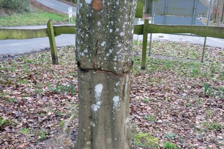 So wurde der Baum beschädigt.                       