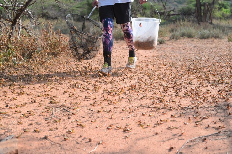 Ostafrika / Der Wettlauf mit den Heuschrecken – schlimmste Plage seit Jahrzehnten