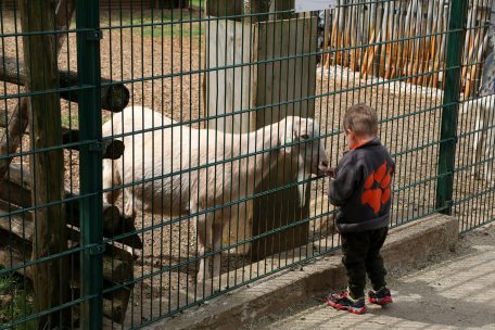 Zurzeit nicht möglich: Wegen der Corona-Krise dürfen die Tiere im Park nicht mehr gefüttert werden