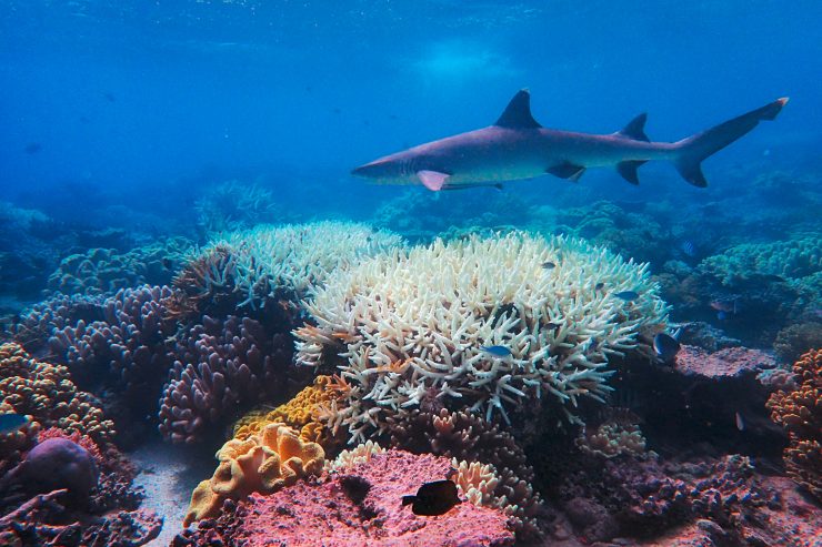 Australien / Great Barrier Reef erlebt seine dritte Bleiche innerhalb von fünf Jahren