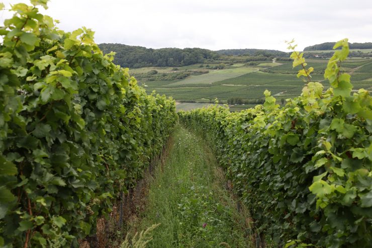 Winzer in Corona-Zeiten / Der Ausfall der traditionellen Events macht sich an der Mosel bemerkbar