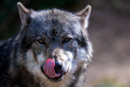 Niederanven / Drei Schafe möglicherweise von Wolf getötet