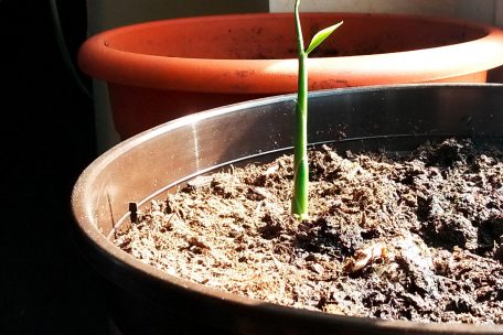 Junge Ingwerpflanze am 20. März …