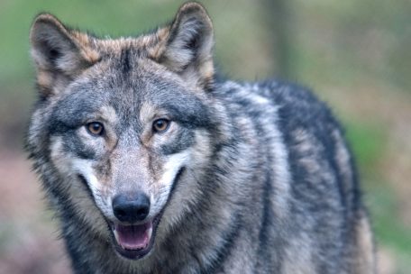Ein Wolf im Tierpark „Alte Fasanerie“ in Hessen
