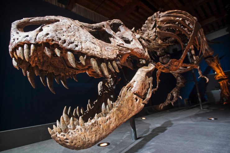 Australien / Mann bricht in Museum ein – und macht Selfies mit Dinos