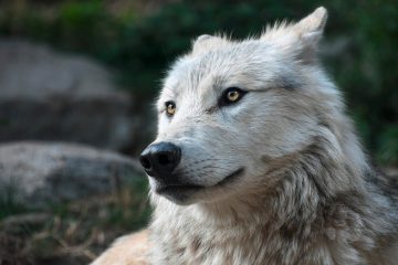 Wölfe in Luxemburg / Von Niedersachsen nach Niederanven: Der Schafs-Reißer kam von weit her