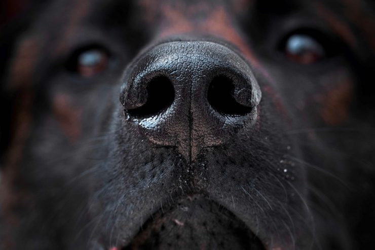 Corona / Mit der Hundenase gegen die Pandemie: Geruchssinn soll Infizierte aufspüren