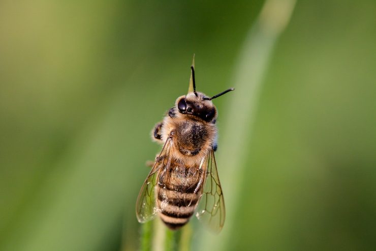 Weltbienentag / In Luxemburg geht es den Bienen recht gut – und es gibt auch viel Honig