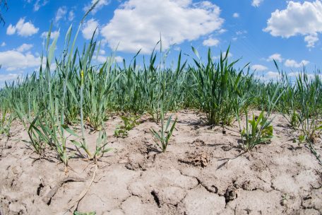 Staatlicher Wetterdienst  / Zu warm und zu trocken: Frühling 2020 stellt Landwirtschaft vor große Herausforderungen