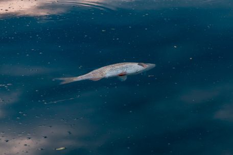 Wasser in Luxemburg / Ein (eigentlich) repariertes Ventil hat die neue Verschmutzung der Korn ausgelöst 