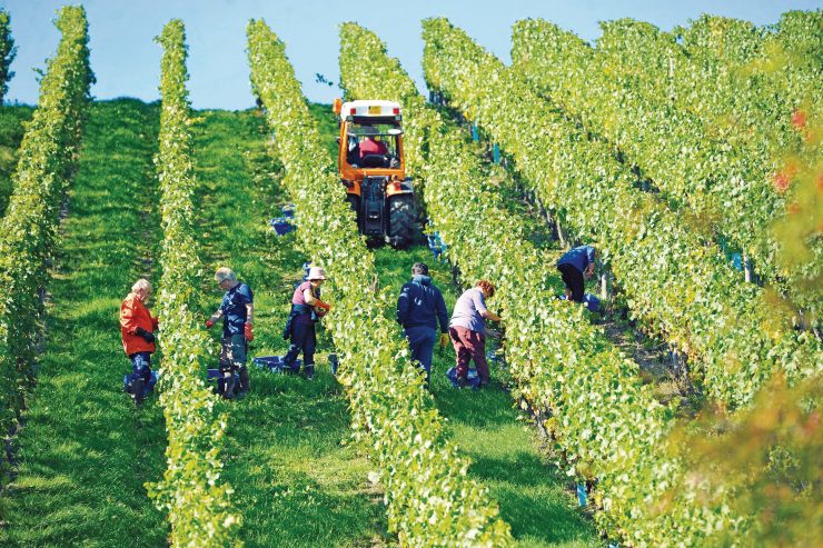 Landwirtschaft / Winzer bereiten sich auf Weinlese in Zeiten von Corona vor