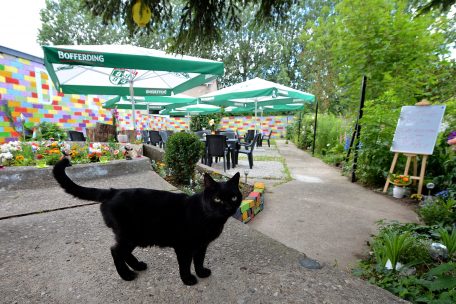 Der zwölfjährige Kater Miezi ist der eigentliche Chef im Haus