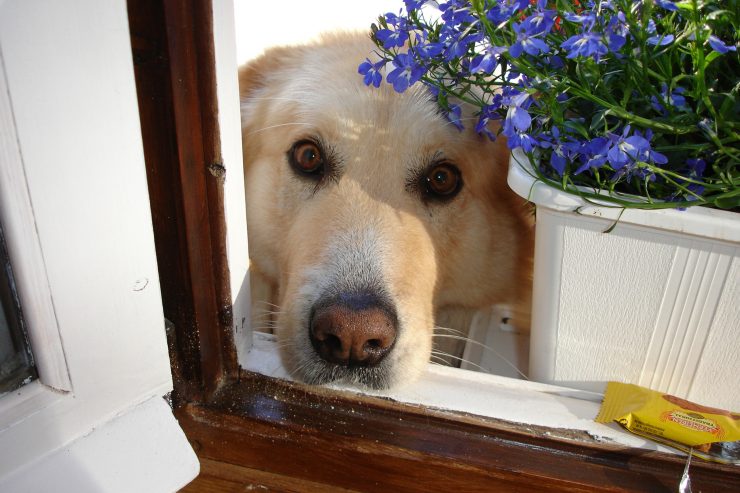Stimmung überträgt sich / Hund im Home-Office braucht Rückzugsort