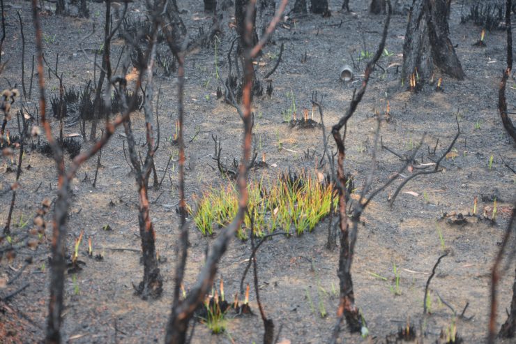 Nach den Bränden / Australien sucht neuen Umgang mit dem Feuer – und besinnt sich auf seine indigenen Wurzeln