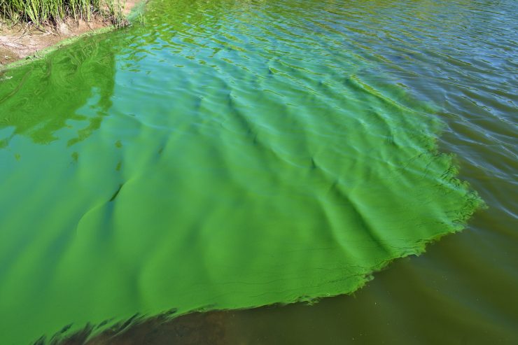 Blaualgen-Alarm / Cyanobakterien-Konzentration in der Mosel angestiegen