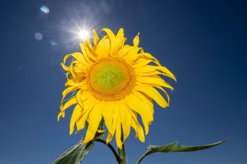 Hitzewelle / Temperaturen von 35 Grad erwartet: Meteolux gibt „Alerte orange“ für ganz Luxemburg raus