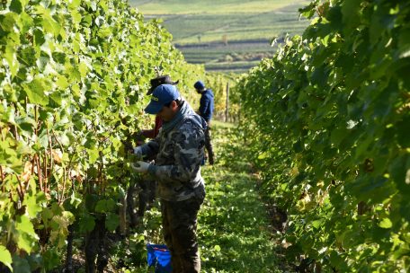 Weinlese / „Relativ genaue Punktlandung”: Luxemburger Winzer sind trotz Hitze und Corona optimistisch