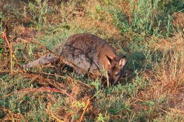 Australien lässt grüßen / Luxemburgs Polizei fängt Känguru ein
