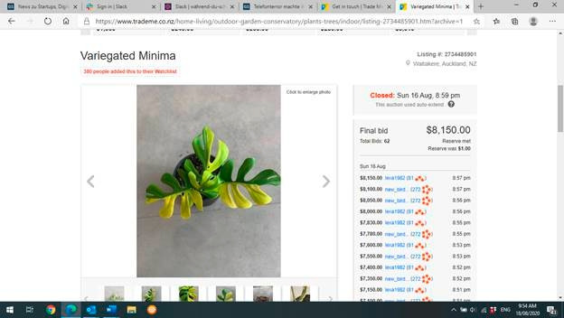 Neuseeland / Neuer Rekord: Eine Zimmerpflanze für fast 4.500 Euro