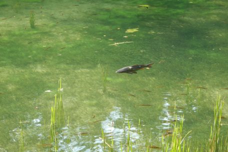 Am Weiher ist das Wasser ist glasklar, die Fische scheinen in ihm zu schweben. 