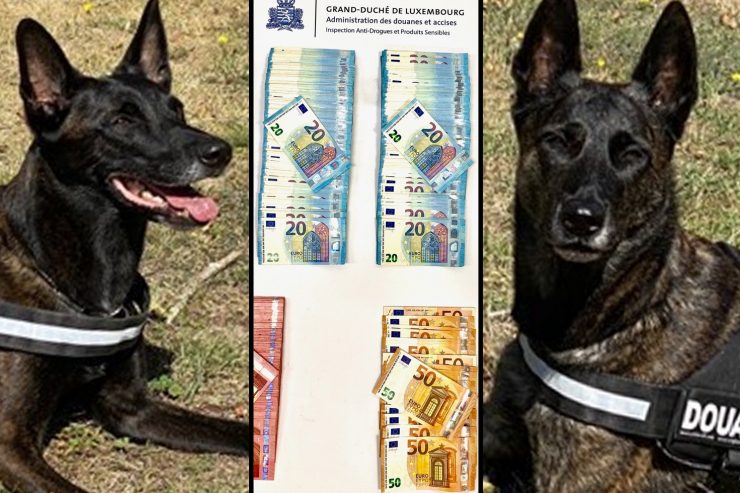 Luxemburger Supernasen / Zollhunde Gwen und Syrah erschnuppern zwei Millionen Euro