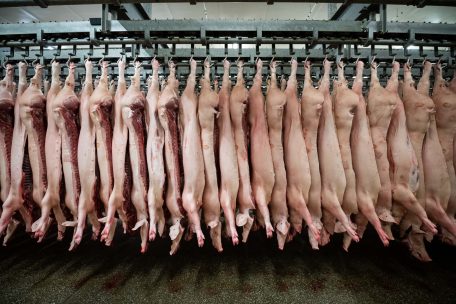 Schweinepest / China stoppt Importe von deutschem Schweinefleisch