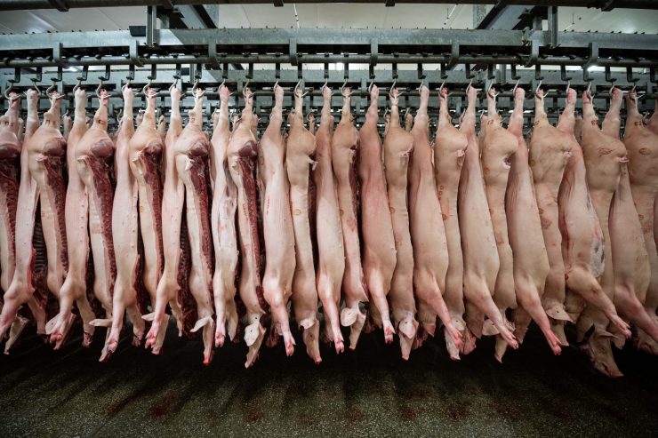 Schweinepest / China stoppt Importe von deutschem Schweinefleisch