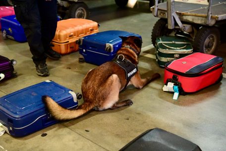 Früher bellten die Hunde oder scharrten am Koffer herum. Wie Chili (Foto) setzen sich heute alle Hunde der Zollverwaltung, um ihrem Halter zu signalisieren, dass sie illegale Substanzen entdeckt haben.