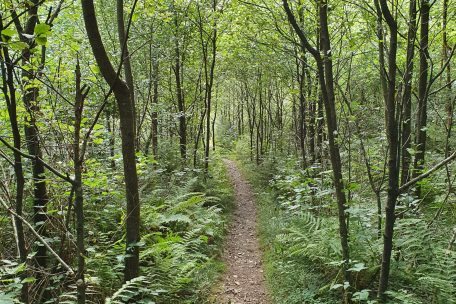 Durch den Wald rund um Weiskirchen führen zahlreiche Wanderwege