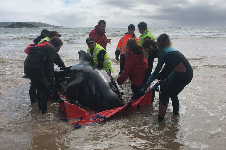 Australien / Bei einer Walrettung vor Tasmanien konnten nur 109 Tiere gerettet werden