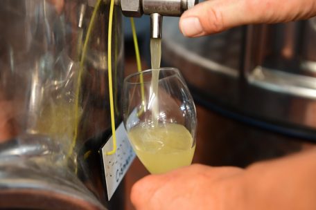 Lese / Bessere Weine durch Klimawandel: Spitzenqualität in ausreichender Menge