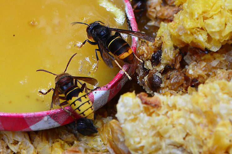 Gefahr für Honigbienen / „Wir wussten, dass sie kommt“: Asiatische Hornisse macht sich in Luxemburg breit