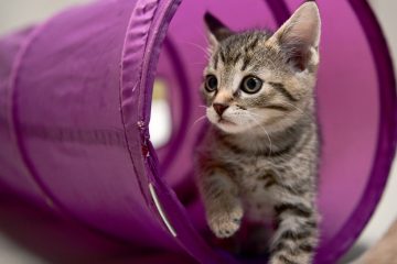 APAS / Neues Tierheim in Schifflingen bietet viel Platz und Komfort