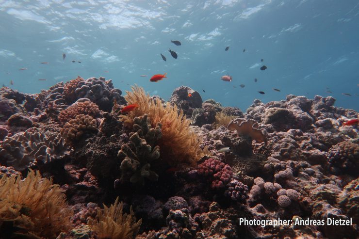 Great Barrier Reef / Die Hälfte der Korallen am Riff ist verschwunden