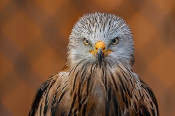 Geschützte Tierart / Rotmilan vergiftet: Naturverwaltung startet Zeugenaufruf