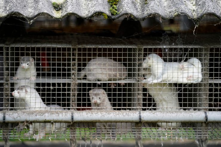 Dänemark / Mutation von Covid-Virus gefährdet Impfstoffsuche