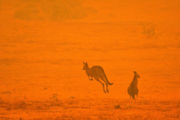 „Es regnete verkohlte Blätter“ / Ein Jahr nach den Jahrhundertfeuern in Australien