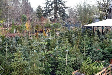 „Rent a Chrëschtbeemchen“ / Von Topf-Tannen und Christbaum-Paten