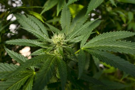 Retro 2020 / Cannabis ist besser als sein Ruf