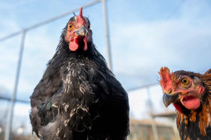 Vogelgrippe H5N8  / Die Geflügelpest ist noch nicht in Luxemburg aufgetreten