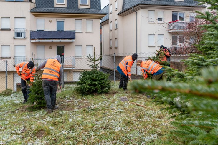 Düdelingen / „Pimp your local Christmas tree“-Bäume wurden wieder eingepflanzt