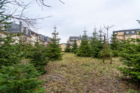 Einige Exemplare könnten dieses Jahr als Weihnachtsbäume dienen