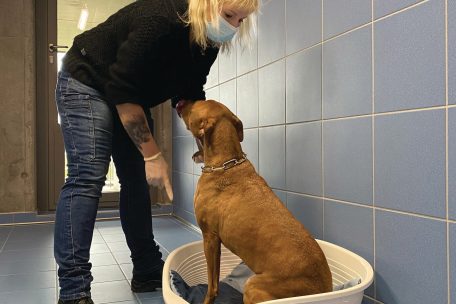 Die Integration von Tieren in die Betreuung von Menschen mit verminderten kognitiven Fähigkeiten bringt viele Vorteile mit sich