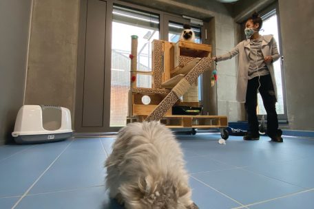 In der Tierpension in Limpach werden Haustiere sowohl stundenweise als auch für einen längeren Zeitraum aufgenommen