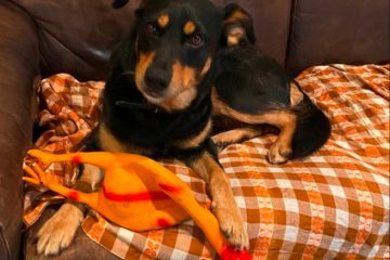 Tierschutz / Amiavy ist auch während der Pandemie für Tiere da