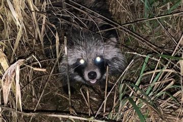 Bei Bettemburg „geblitzt“ / Erstmals wird ein Marderhund offiziell in Luxemburg gesichtet – der nicht willkommen ist