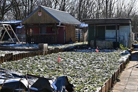 Escher Schrebergärten / Frühlingserwachen mal zwei: Zeiten des Wildwuchses scheinen endlich vorbei