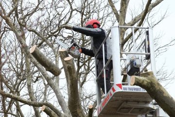 Esch / 33 Bäume ziehen um: Umfangreiche Vorbereitungsarbeiten erforderlich