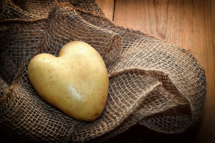 Gastronomie / Fast alles über die tolle Knolle: Die Kartoffel im Fokus