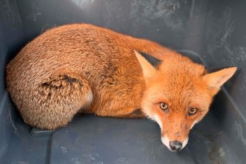 Moutfort / Feuerwehr befreit Fuchs aus Regenrückhaltebecken